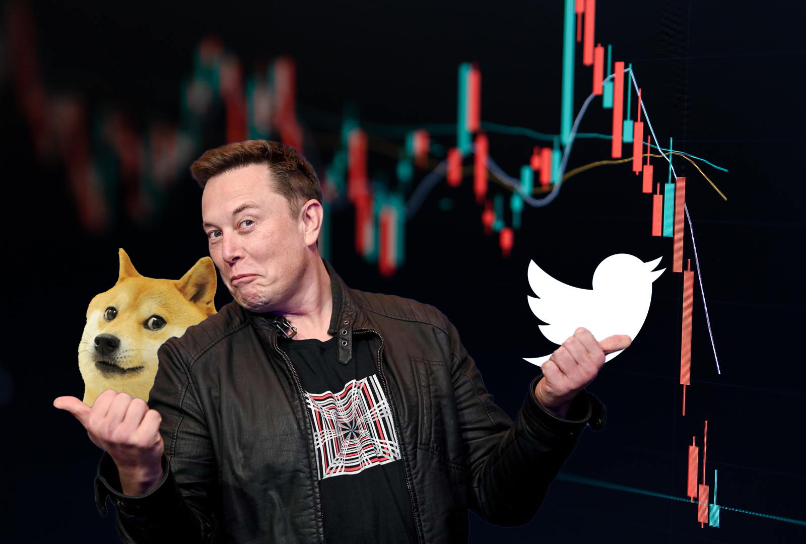 Elon Musk's favorite cryptocurrency takes a hit after Twitter logo change • crypto.ro global