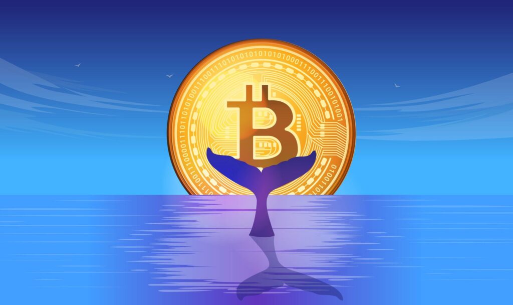 Bitcoin: numărul utilizatorilor noi - aproape de ATH. Analiștii indică activitate pozitivă a balenelor